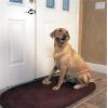 Lentek Pet Chime Cordless Doorbell Training System 2 Piece Set, Includes Pet Chime Receiver and Pet Paw Transmitter, Battery-Operated Doorbell Trainer for Cat, Dog, Kitten, Puppy, Housebreaking